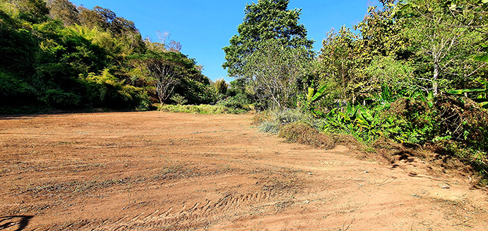 Open land with trees and greenery along the side